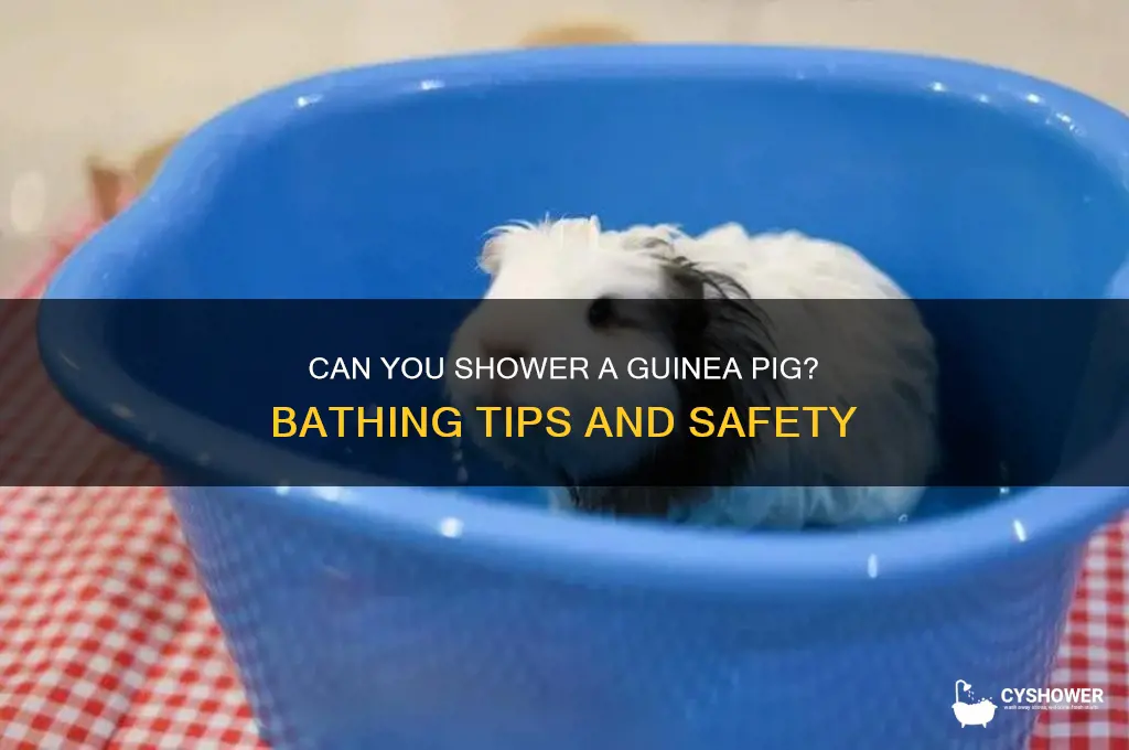 can u shower a guinea pig