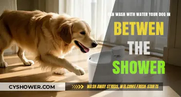 Can You Wash Your Dog with Water Between Showers? Tips and Tricks
