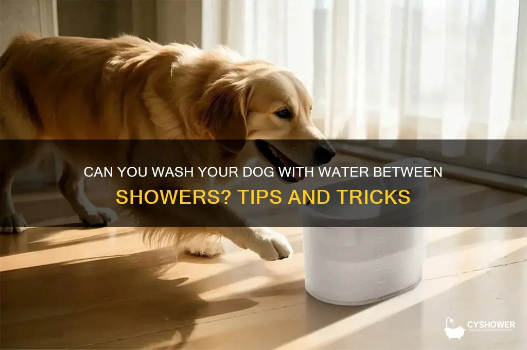 can wash with water your dog in betwen the shower