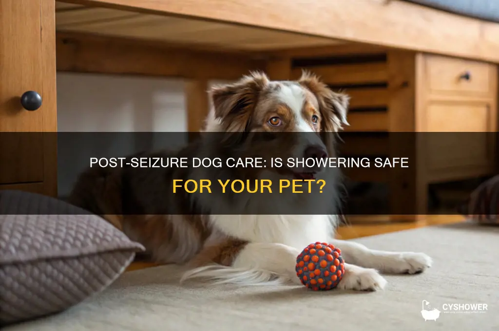 can you give a dog a shower after a seizure