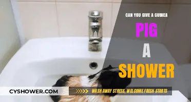 Can Guinea Pigs Take Showers? Bathing Tips for Your Pet