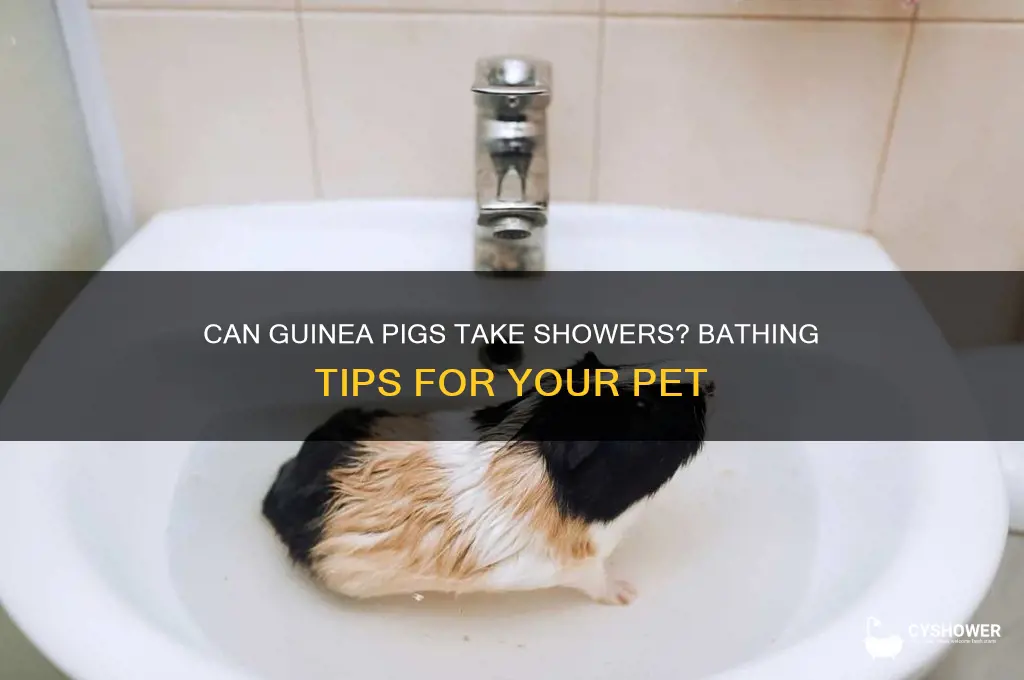 can you give a guinea pig a shower