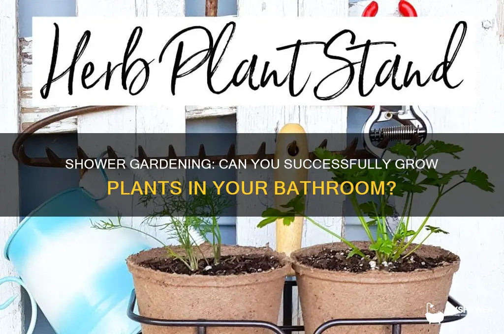 can you grow a plant in the shower