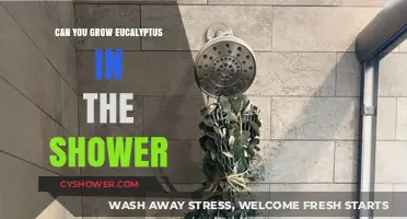 Growing Eucalyptus in Your Shower: Benefits, Tips, and Easy Maintenance