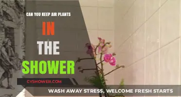 Shower-Friendly Air Plants: A Perfect Match for Your Bathroom Oasis