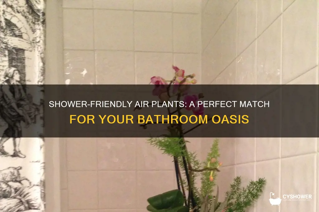can you keep air plants in the shower
