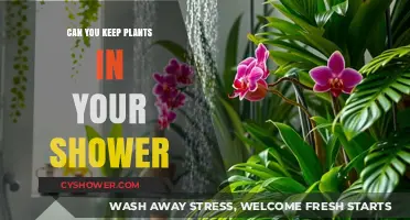 Shower Plants: Benefits, Best Species, and Care Tips for Greener Bathing