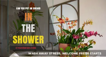 Showering Your Orchid: Benefits, Tips, and Best Practices for Care