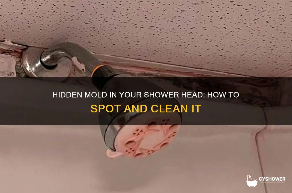 can you see mold in shower head