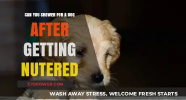 Post-Neuter Dog Care: When Can You Safely Shower Your Pet?