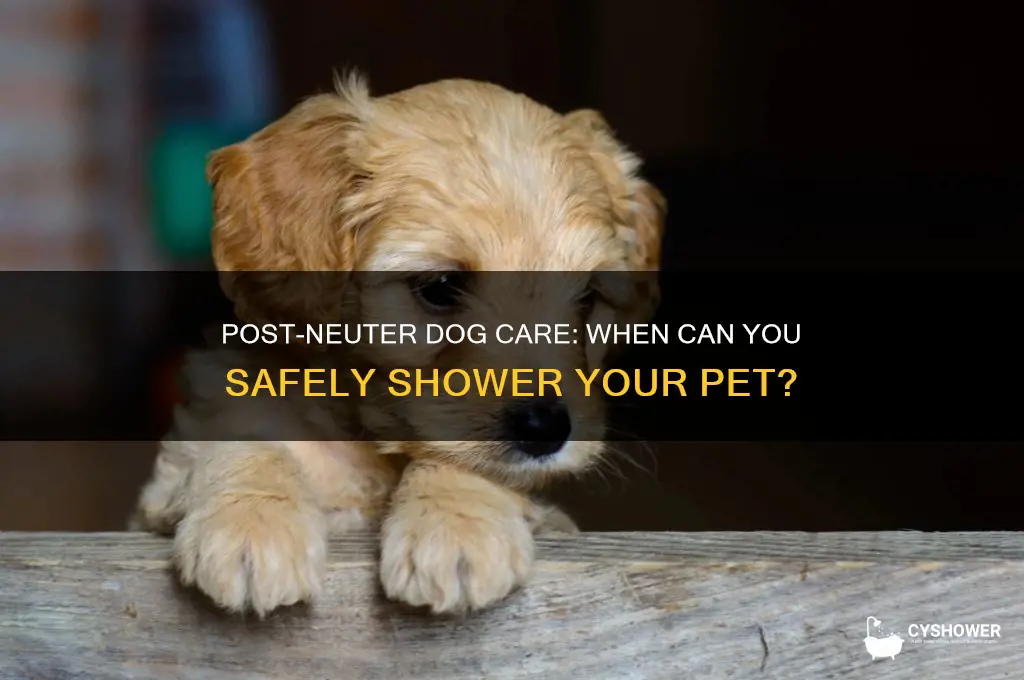 can you shower for a dog after getting nutered