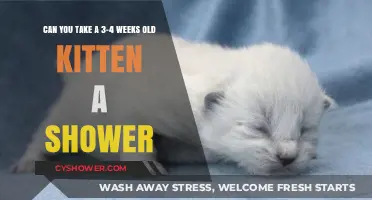Bathing Newborn Kittens: Is a Shower Safe at 3-4 Weeks Old?