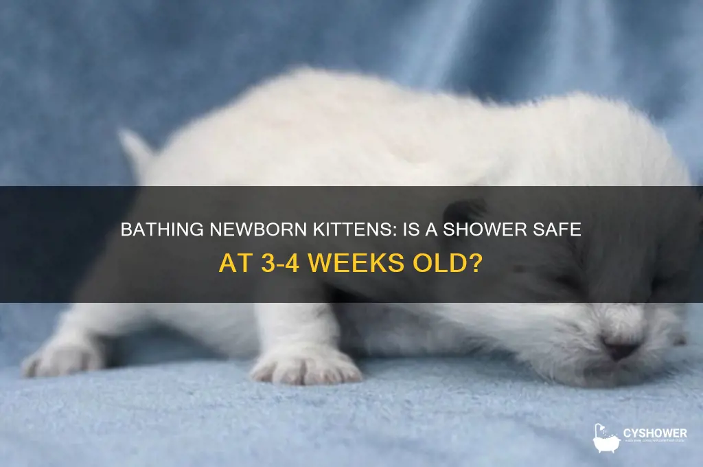 can you take a 3-4 weeks old kitten a shower