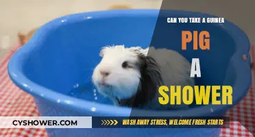 Guinea Pig Bathing Guide: Shower Tips for Your Furry Friend