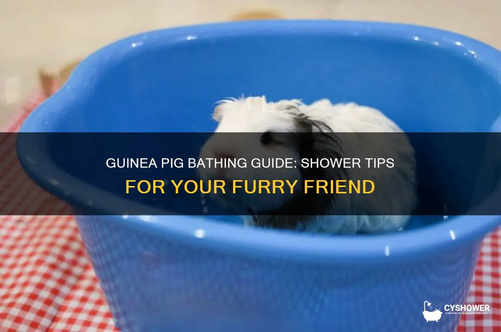 can you take a guinea pig a shower