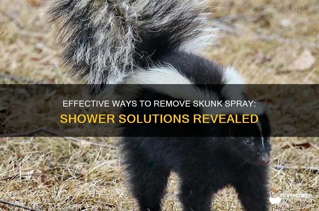 can you take a shower to remove skunk spray