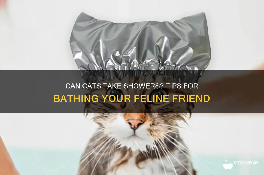 can you take cats a shower