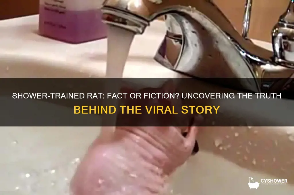 did they train the rat to take a shower