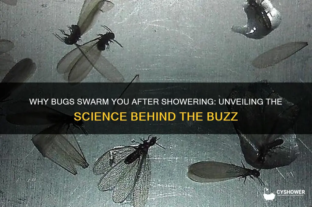 do bugs fly around you after you