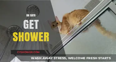 Do Cats Need Showers? Exploring Feline Grooming Habits and Hygiene