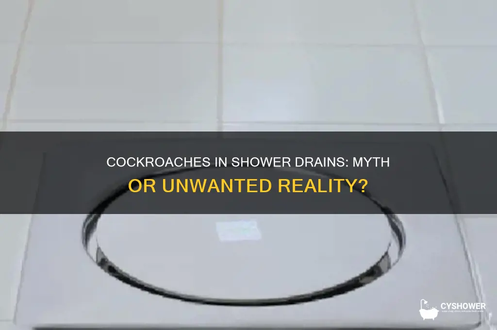 do cockroaches come out of shower drains