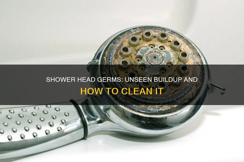 do germs build up in the shower head