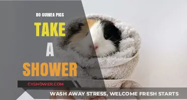 Do Guinea Pigs Take Showers? Bathing Your Furry Friend Safely