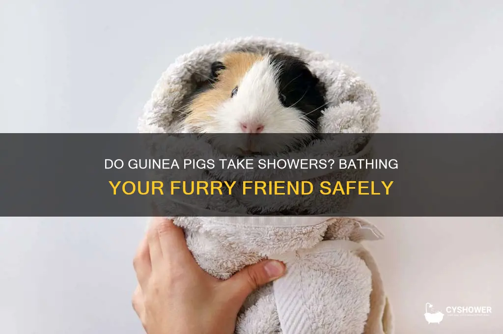 do guinea pigs take a shower