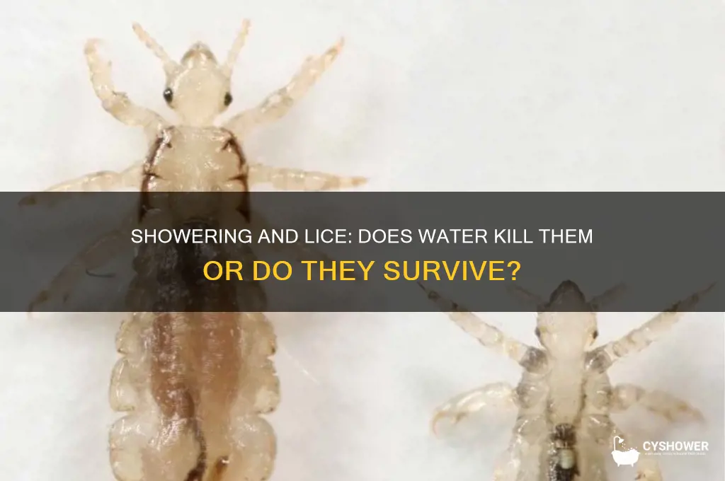 do lice die when you take a shower
