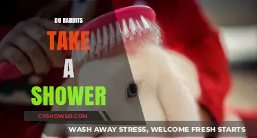 Do Rabbits Take Showers? Uncovering Bunny Grooming Habits and Myths
