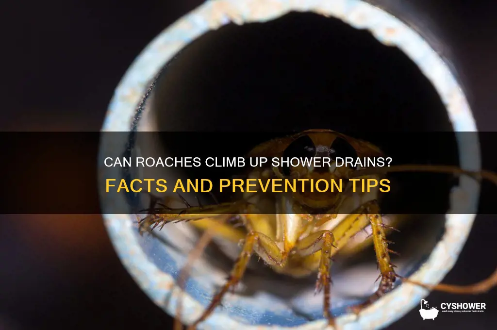 do roaches come up shower drains