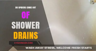 Shower Drain Spiders: Myth or Reality? Uncovering the Truth