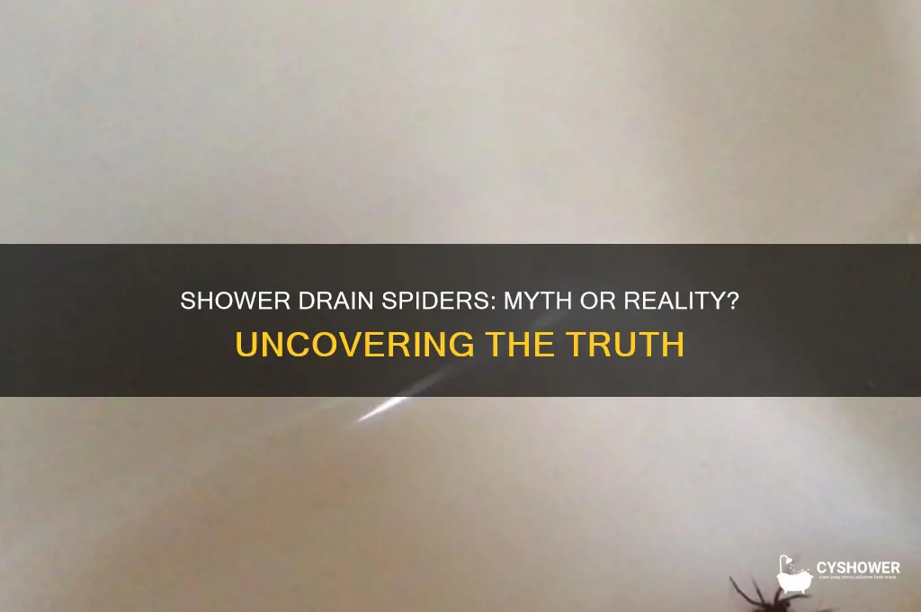 do spiders come out of shower drains