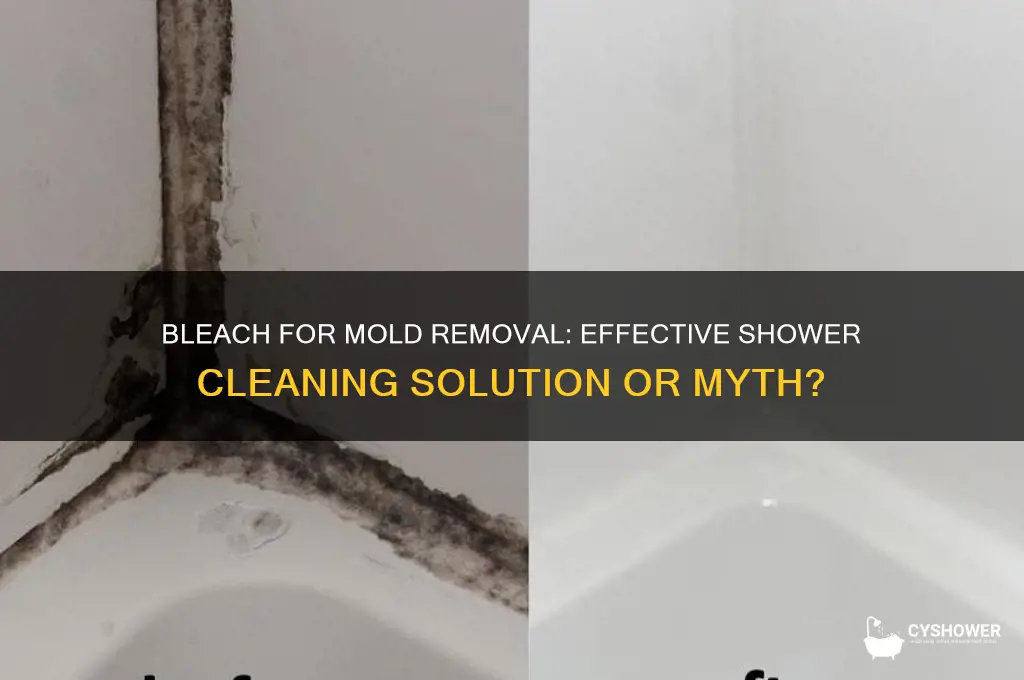 does bleach get rid of mold in shower