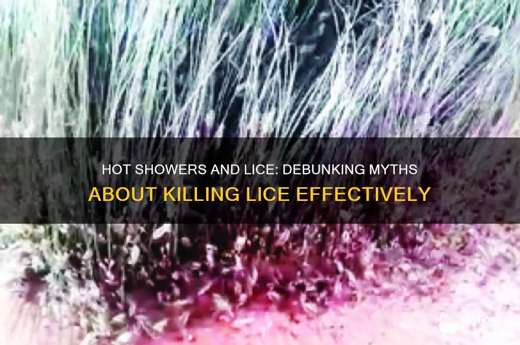does hot shower water kill lice