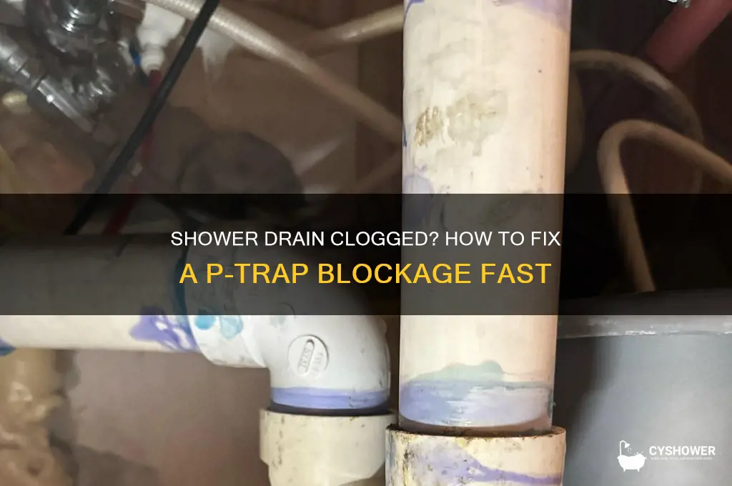 does shower drain have p trap clogged