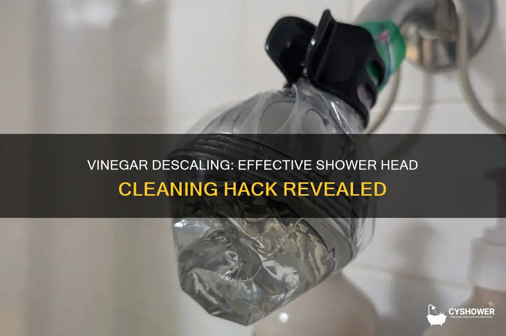 does vinegar descale shower head