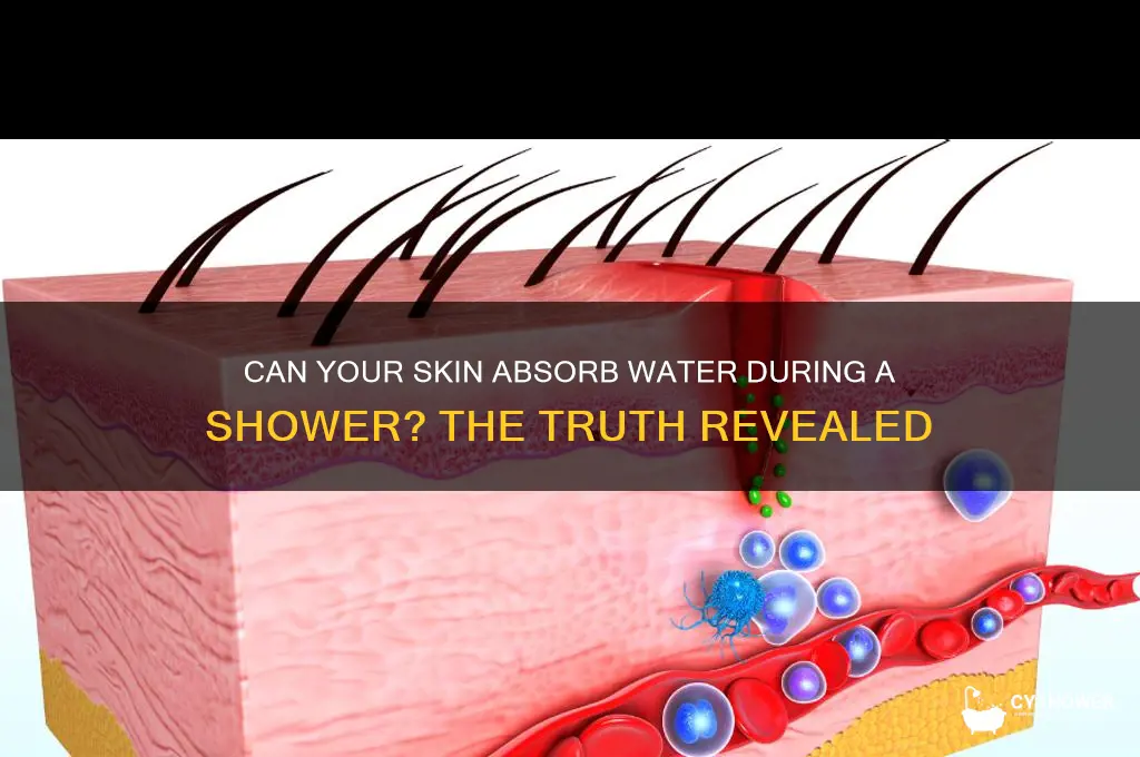 does yoir body absorb water from a shower