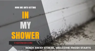 Ants in the Shower: Causes, Prevention, and Effective Solutions