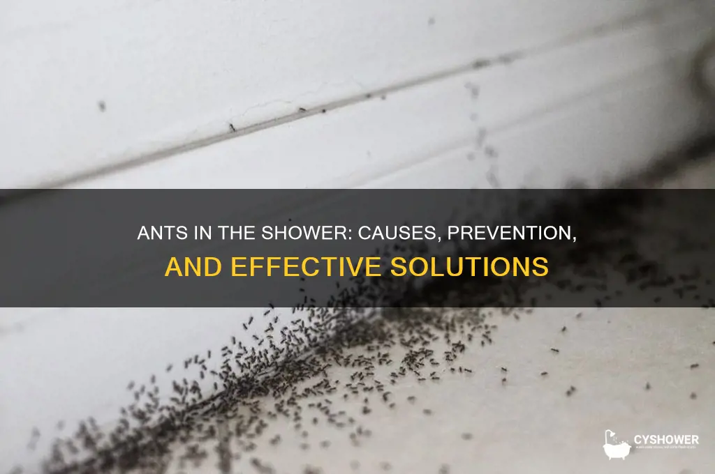 how are ants getting in my shower