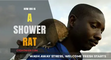 Exploring the Size of Shower Rats: Myths and Realities