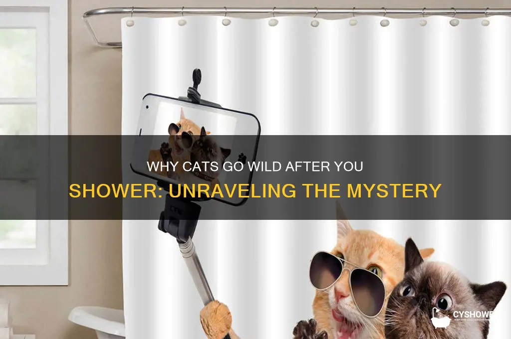 how come after i shower my cat gets crazy