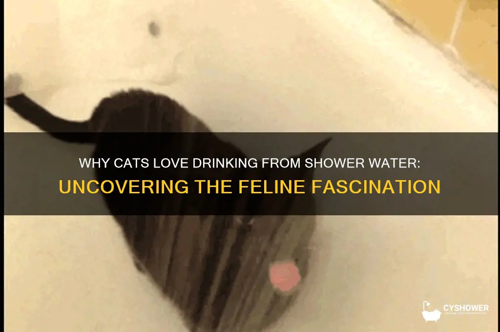how come cat drink from the shower water