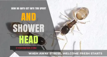 Ants in Your Tub Spout and Shower Head: Causes and Solutions