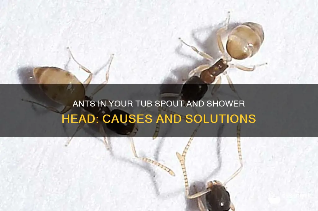 how do ants get into tub spout and shower head