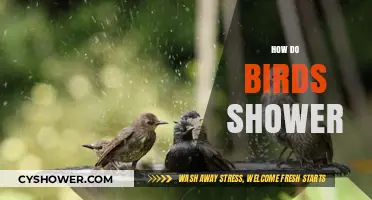 Feathered Freshness: The Intriguing Ways Birds Keep Clean