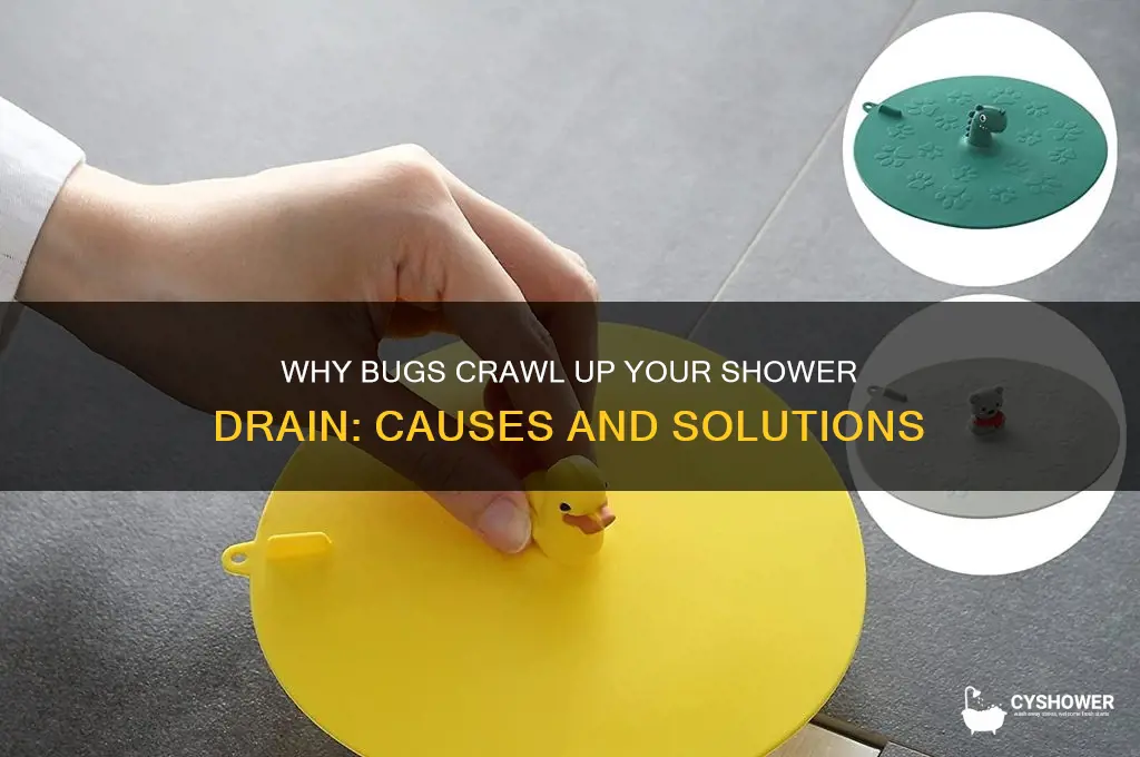 how do bugs come up shower drain