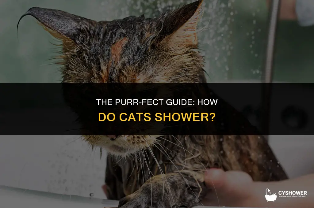 how do cats shower