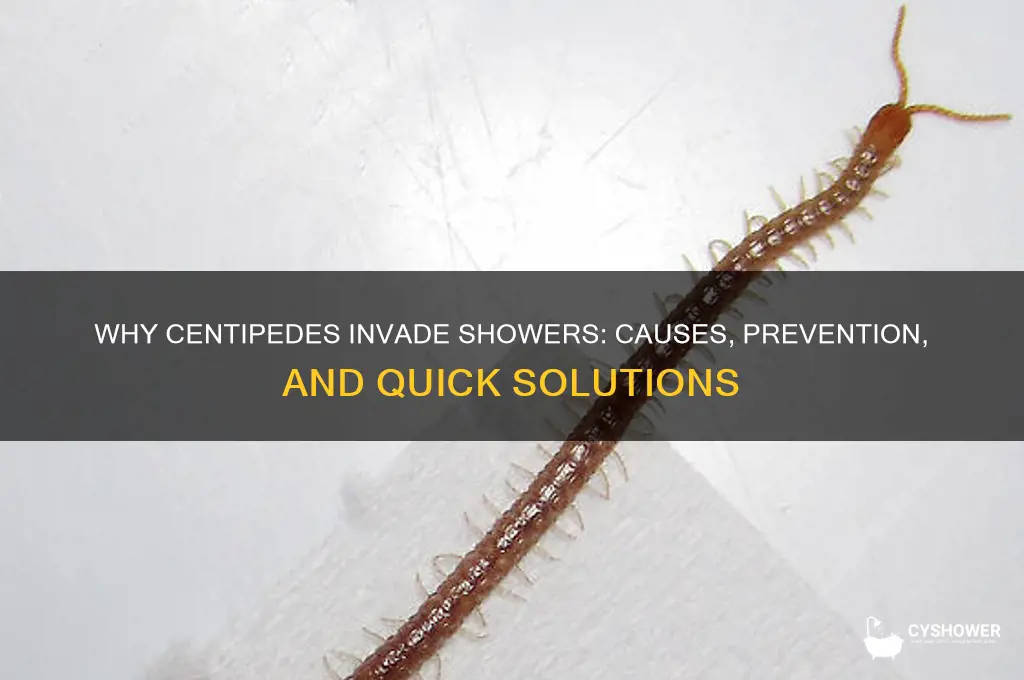 how do centipedes get into my shower