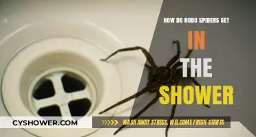 Hobo Spiders in Showers: Causes, Prevention, and Effective Removal Tips